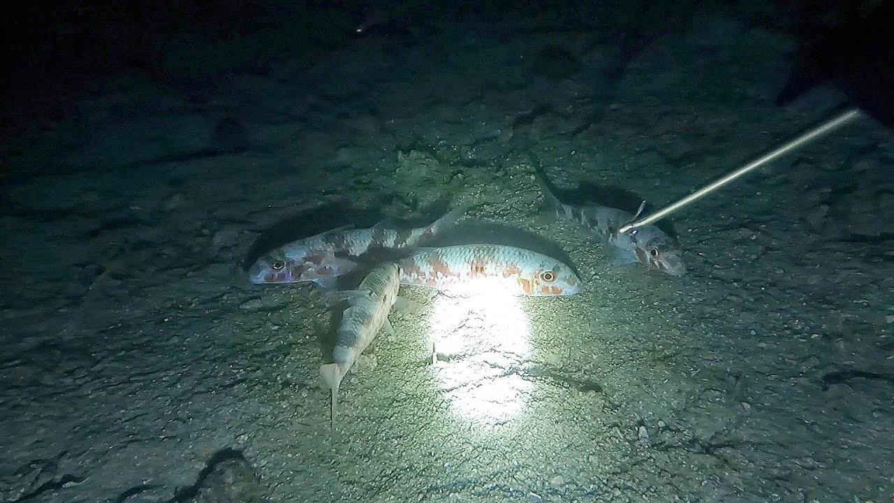 Fish Hunting & Fishing